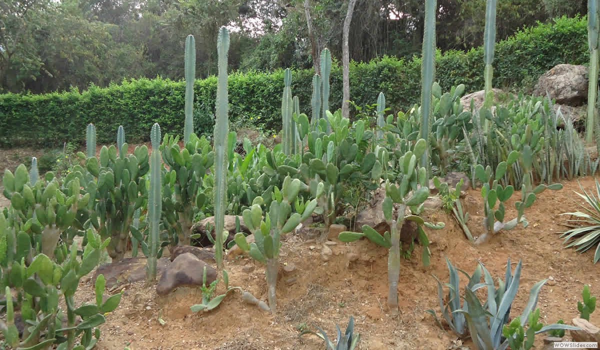 12_jardin_cactus_2